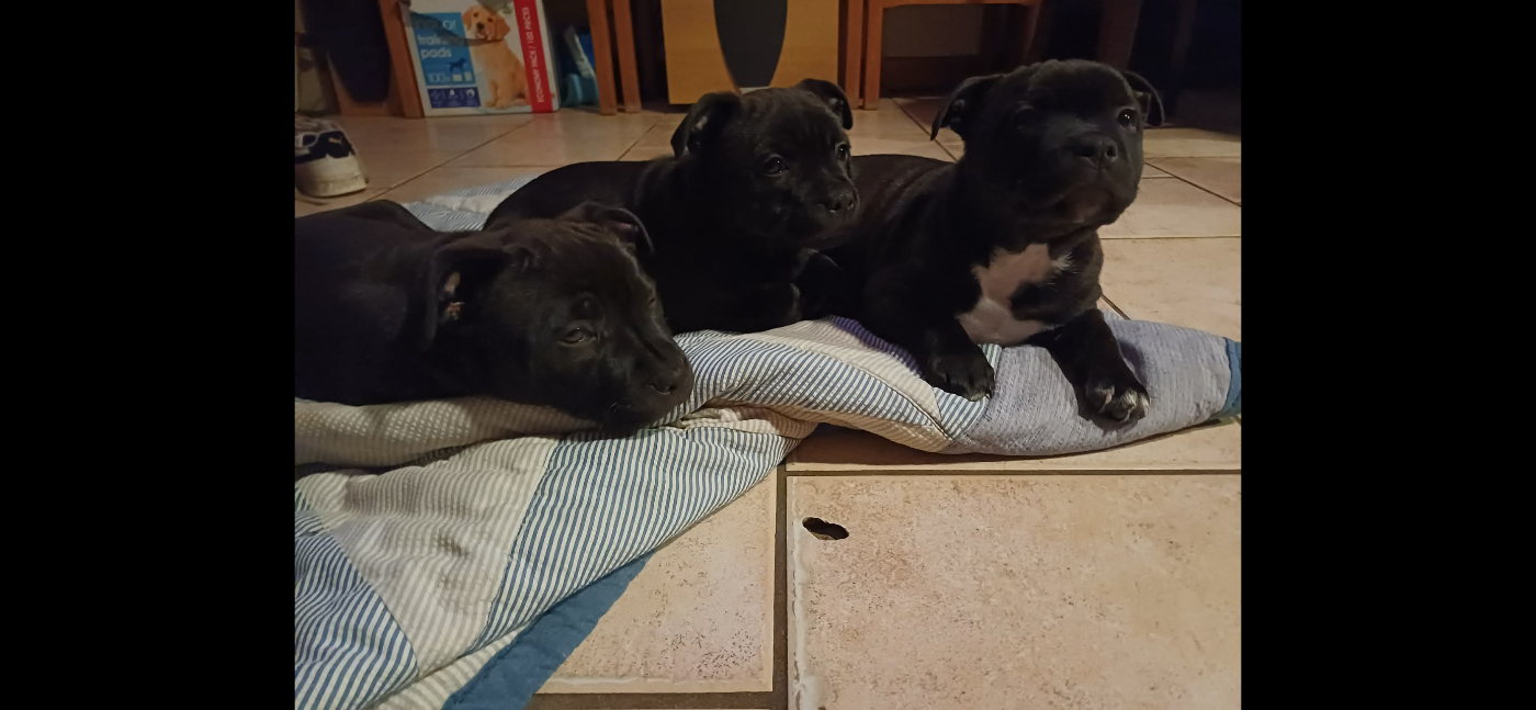 Chiot Staffordshire Bull Terrier The Black Night Fury