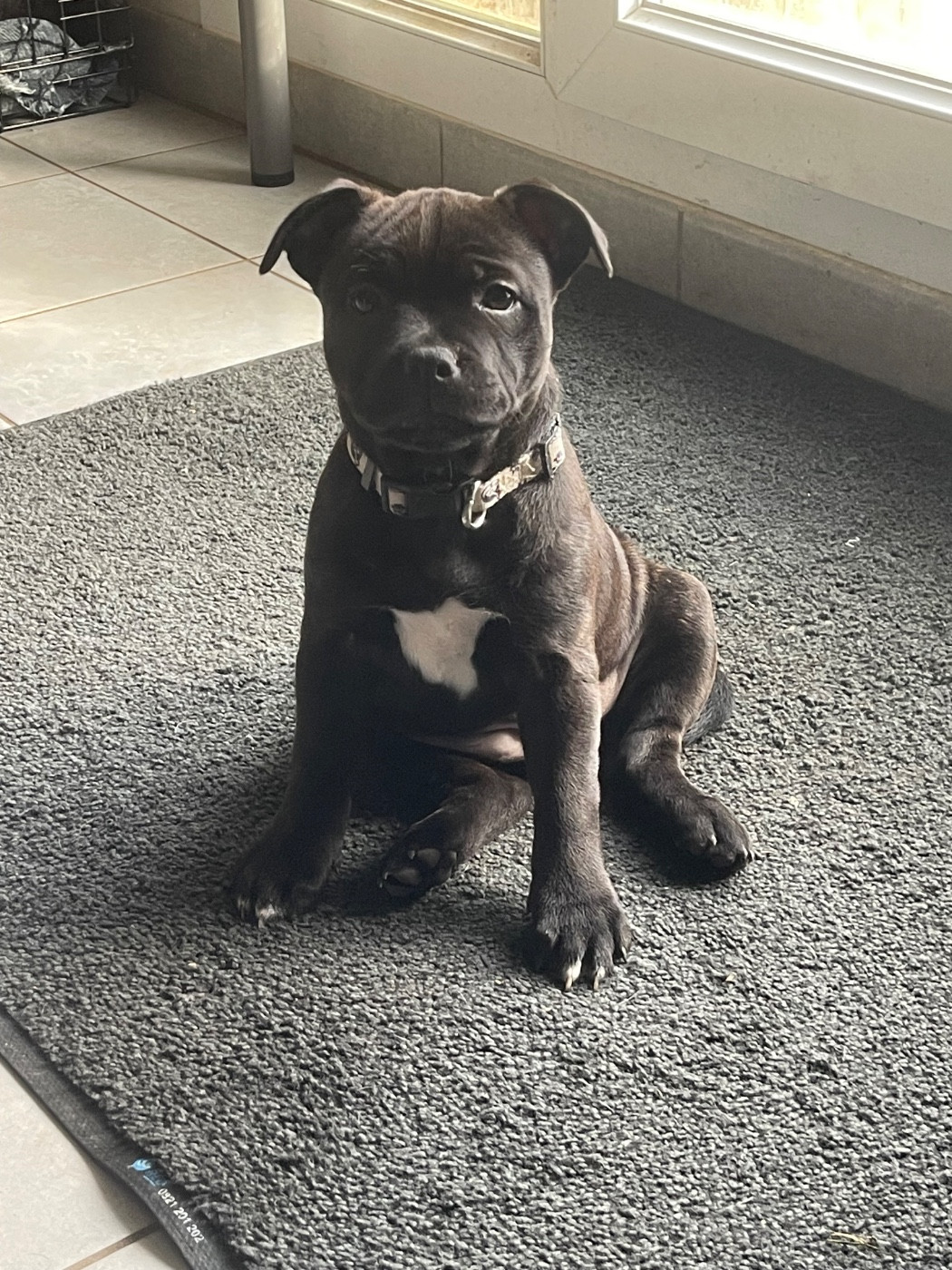 The Black Night Fury - Chiots disponibles - Staffordshire Bull Terrier